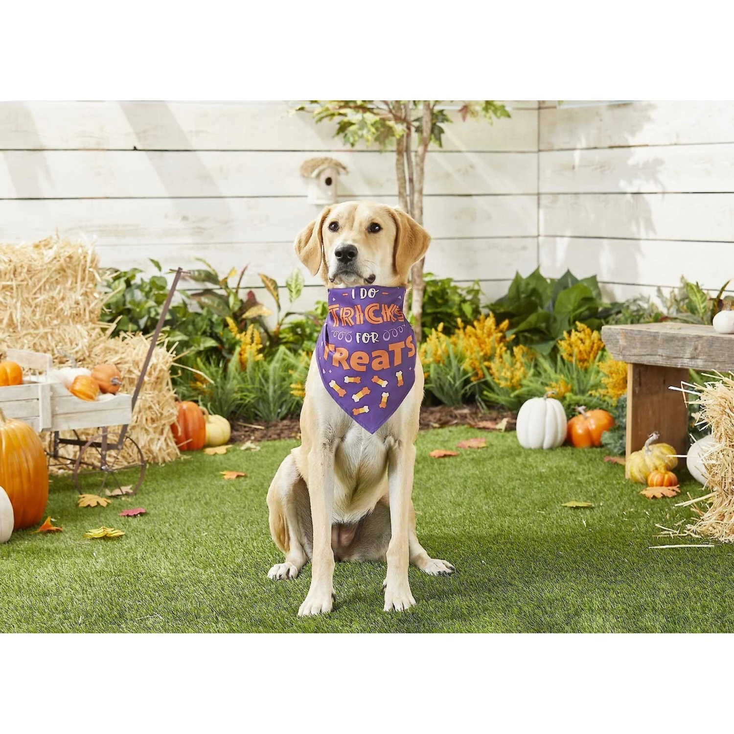 Frisco I Do Tricks For Treats Dog & Cat Bandana
