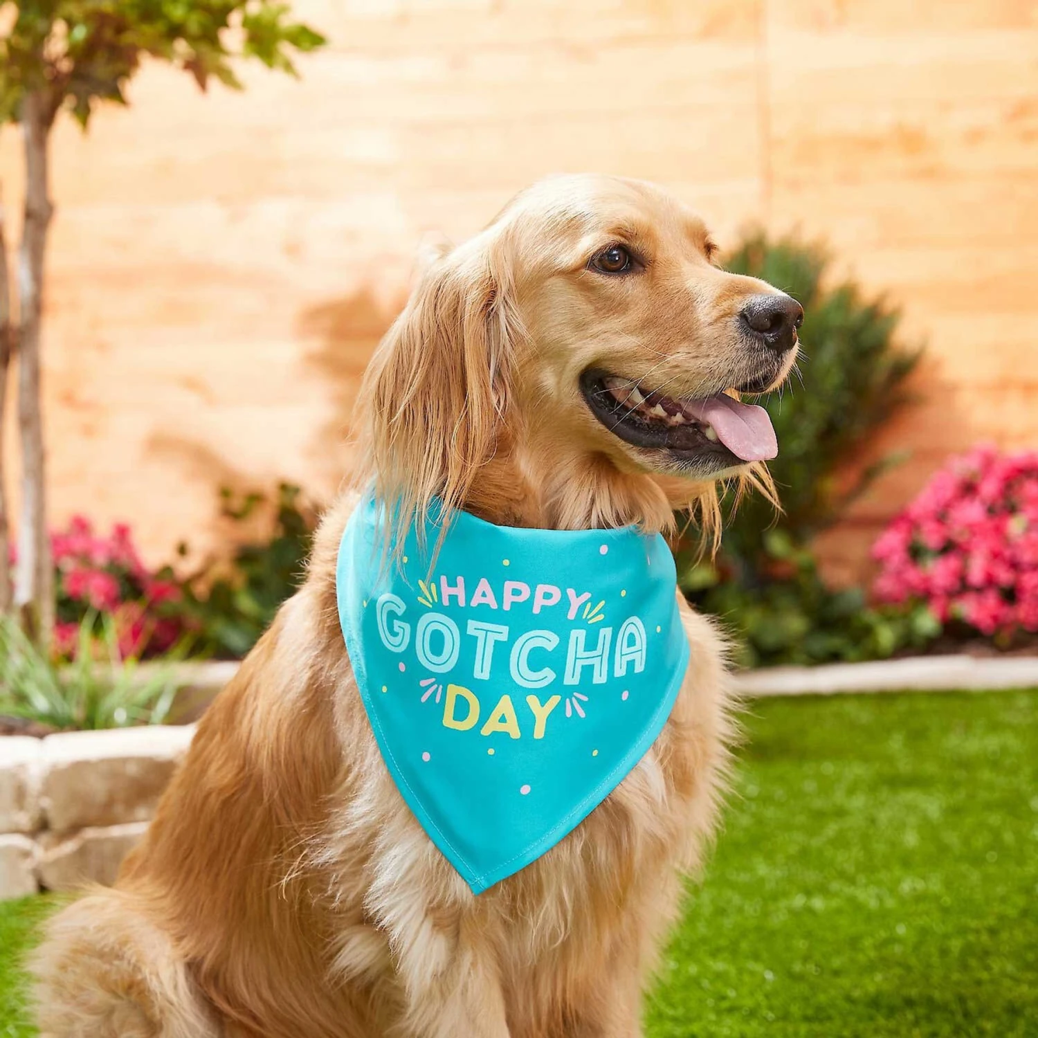Frisco Happy Gotcha Day Dog & Cat Bandana