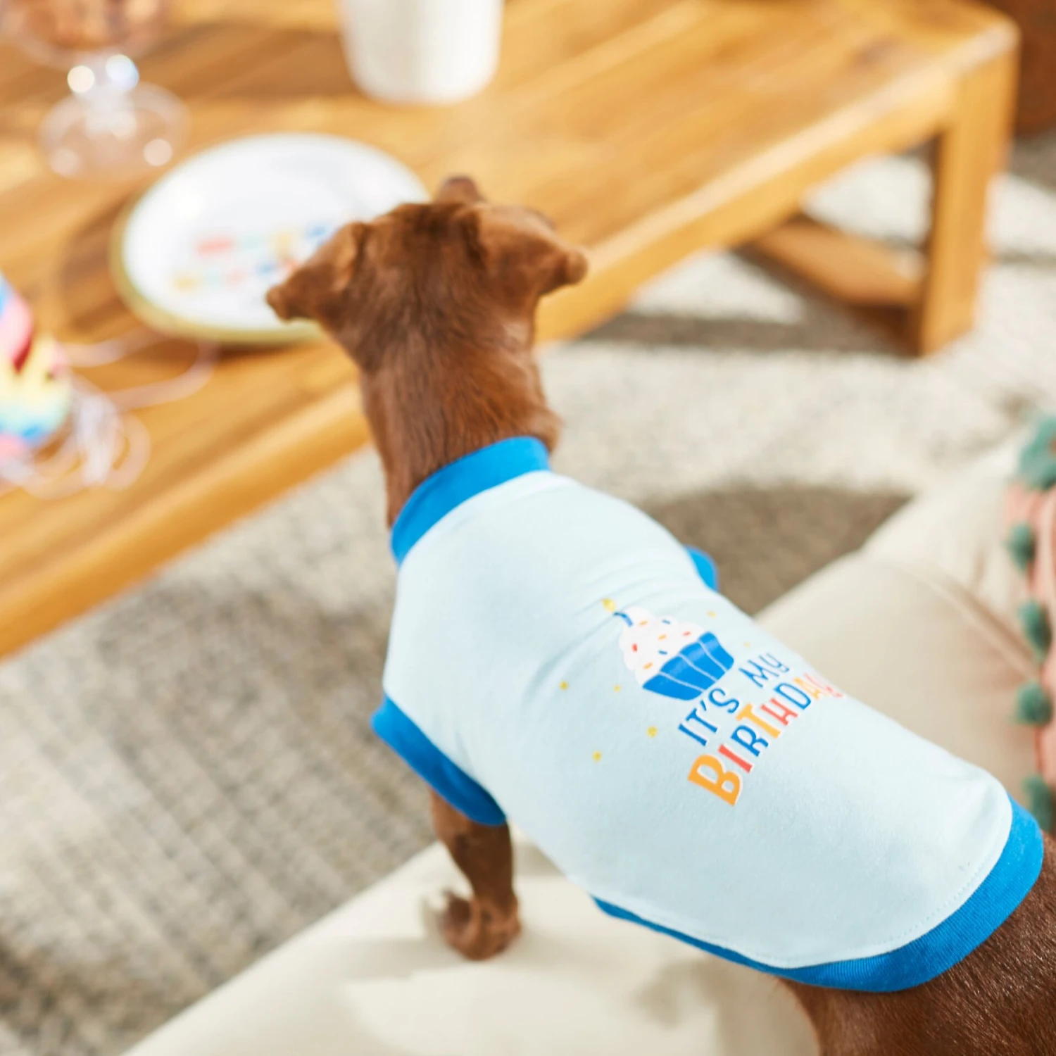 Frisco It's My Birthday & Cat T-Shirt