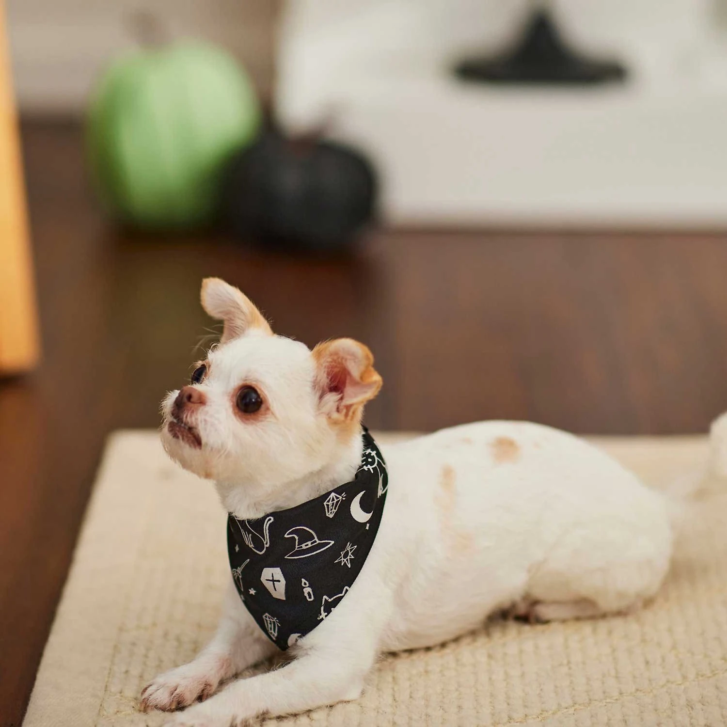 Frisco Glow in the Dark Mystical Print Dog & Cat Bandana