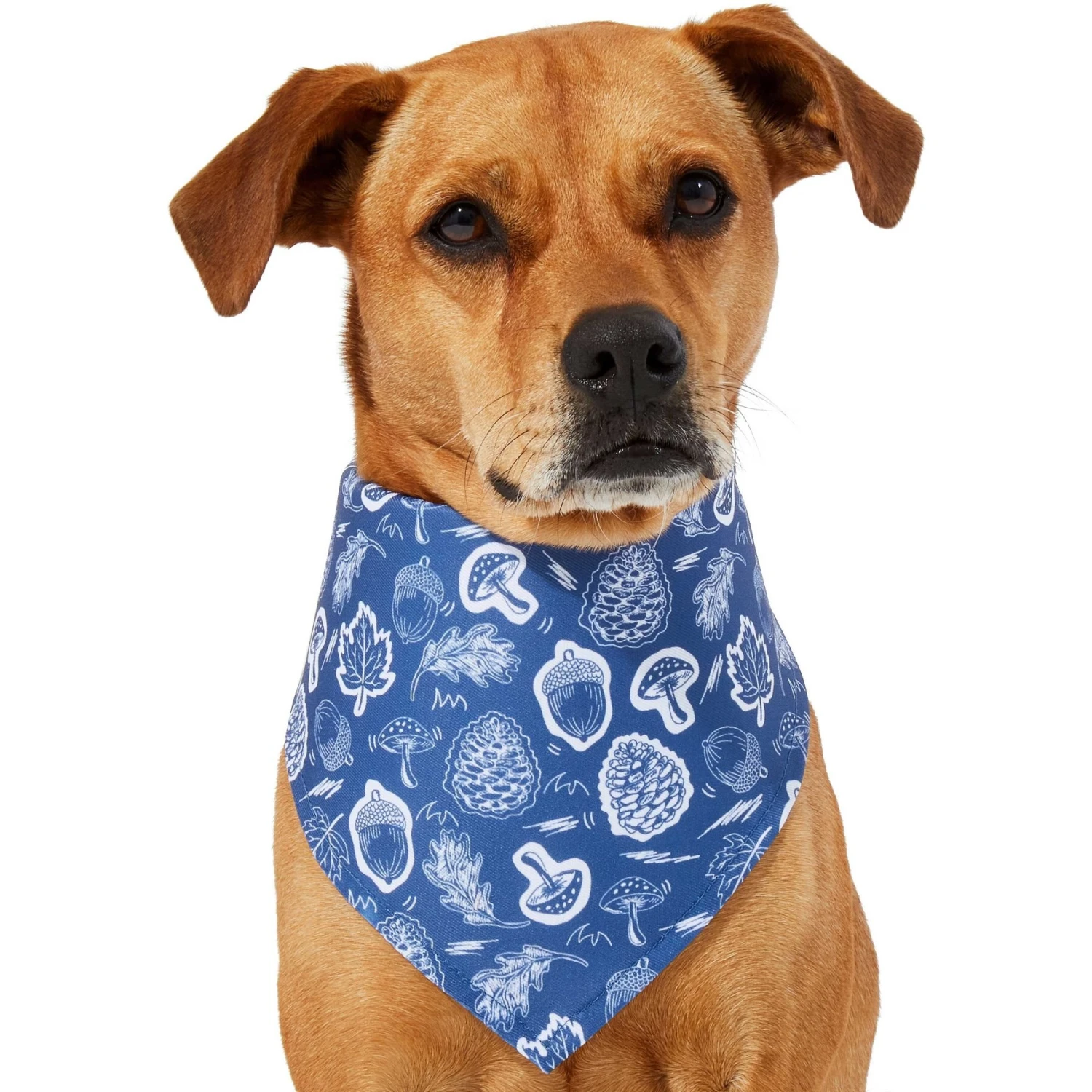 Frisco Fall Vibes Dog & Cat Bandana