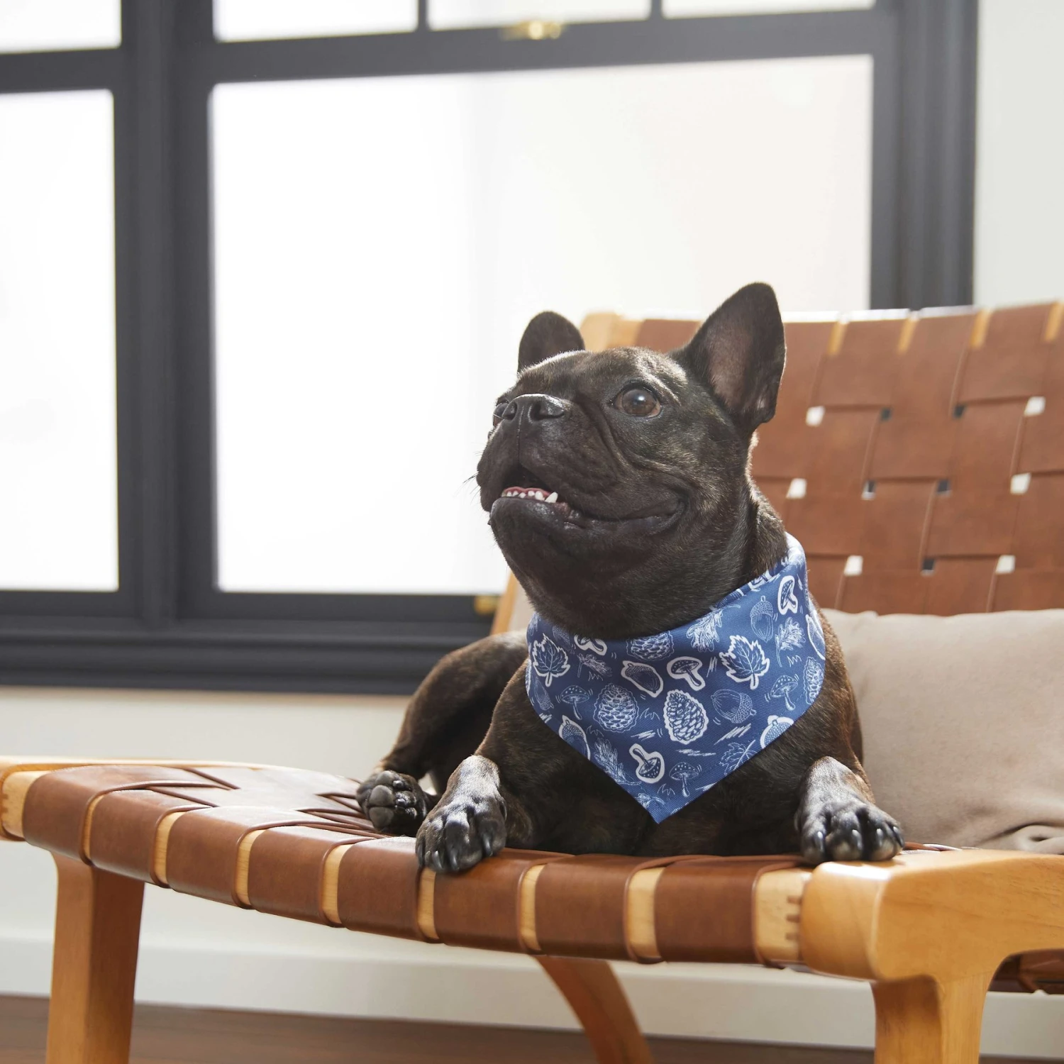 Frisco Fall Vibes Dog & Cat Bandana