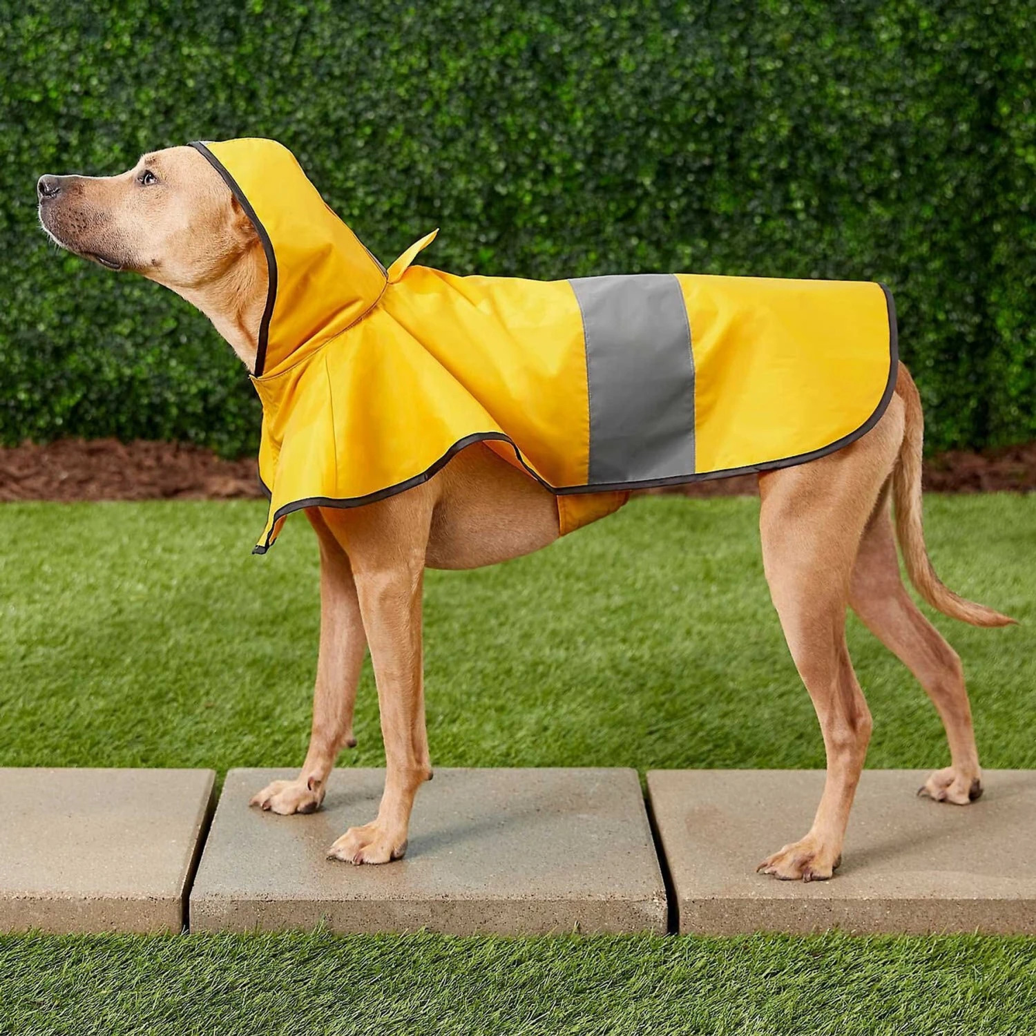 Frisco Lightweight Rainy Days Dog Raincoat & Frisco Lightweight Rubber Ducky Dog Raincoat