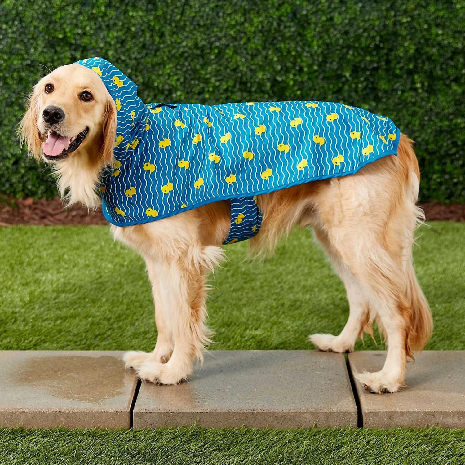 Frisco Lightweight Rainy Days Dog Raincoat & Frisco Lightweight Rubber Ducky Dog Raincoat
