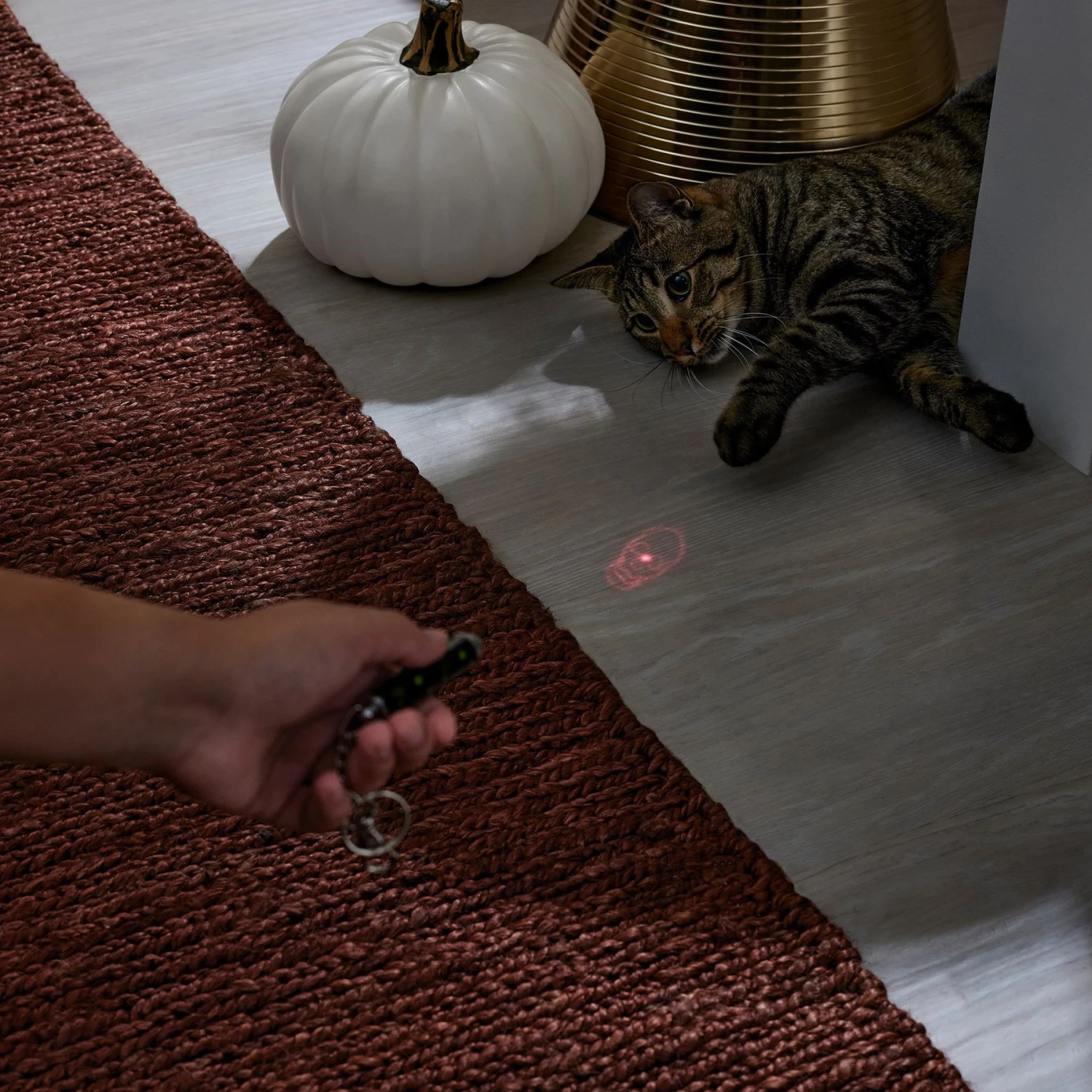 Frisco Halloween Skull Laser Cat Toy