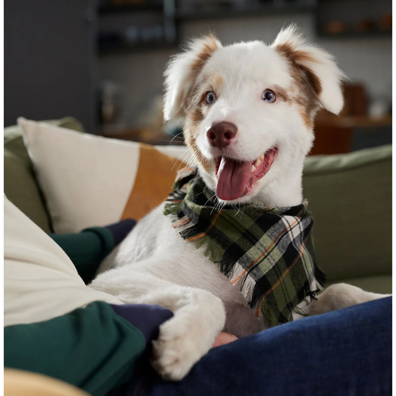 Frisco Plaid Fringe Dog & Cat Bandana