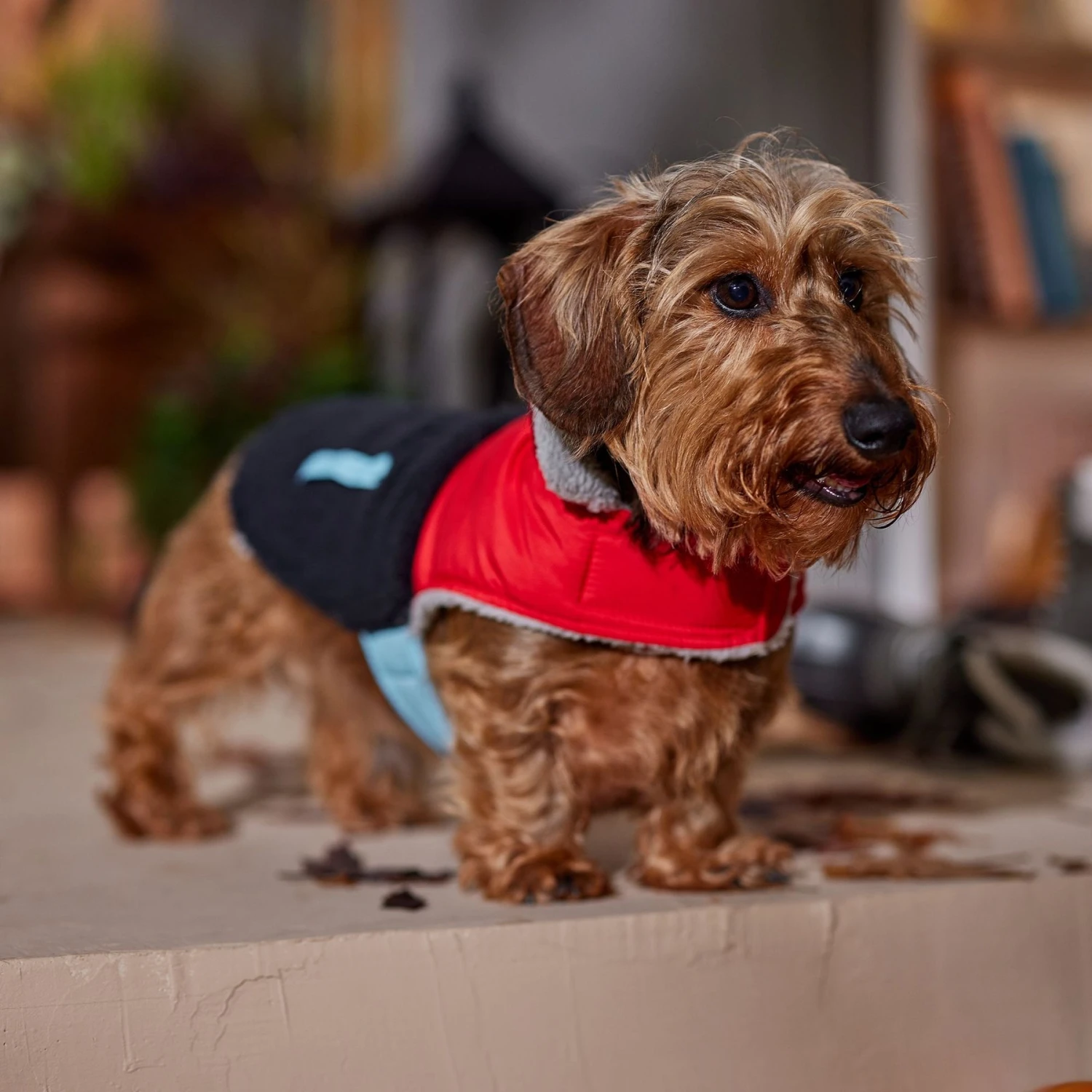 Frisco Medium Weight Retro Colorblock Mixed Media Dog & Cat Coat