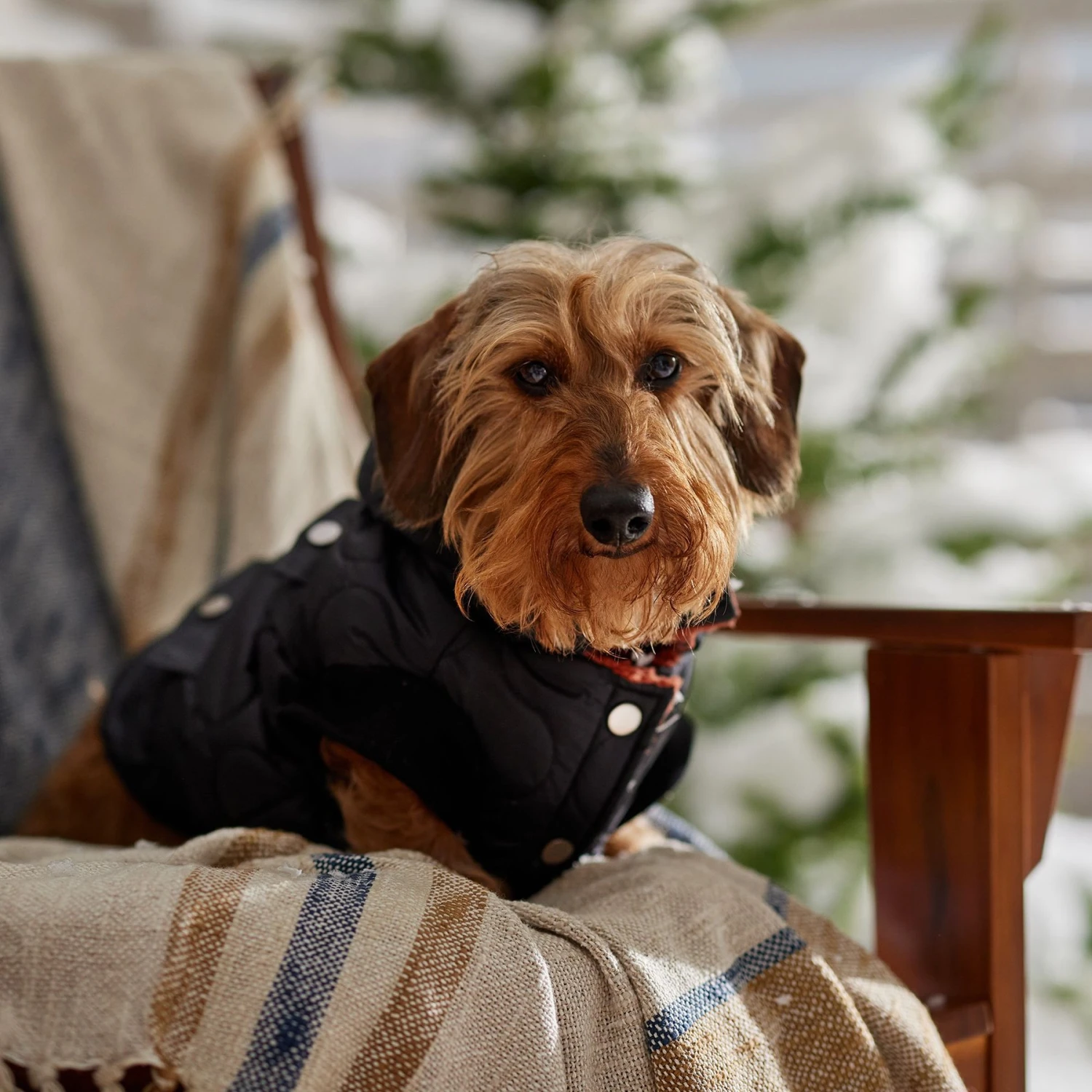 Frisco Heavy Weight Matte Quilted Volume Dog & Cat Puffer