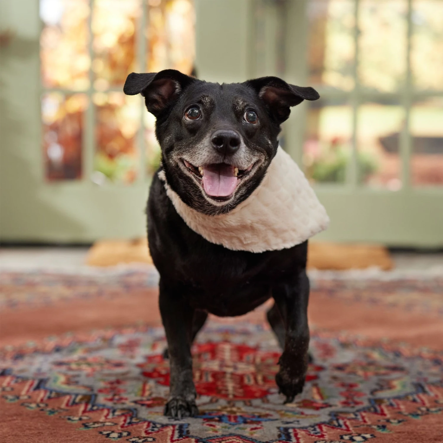 Frisco Solid Faux Fur Dog & Cat Bandana