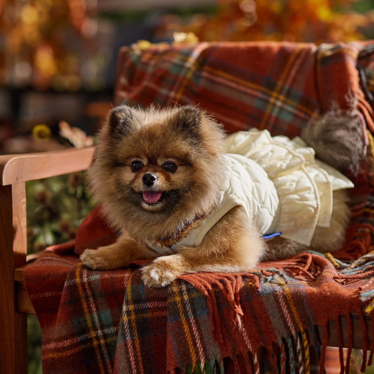 Frisco Medium Weight Quilted Ruffle Tiered Dog & Cat Dress