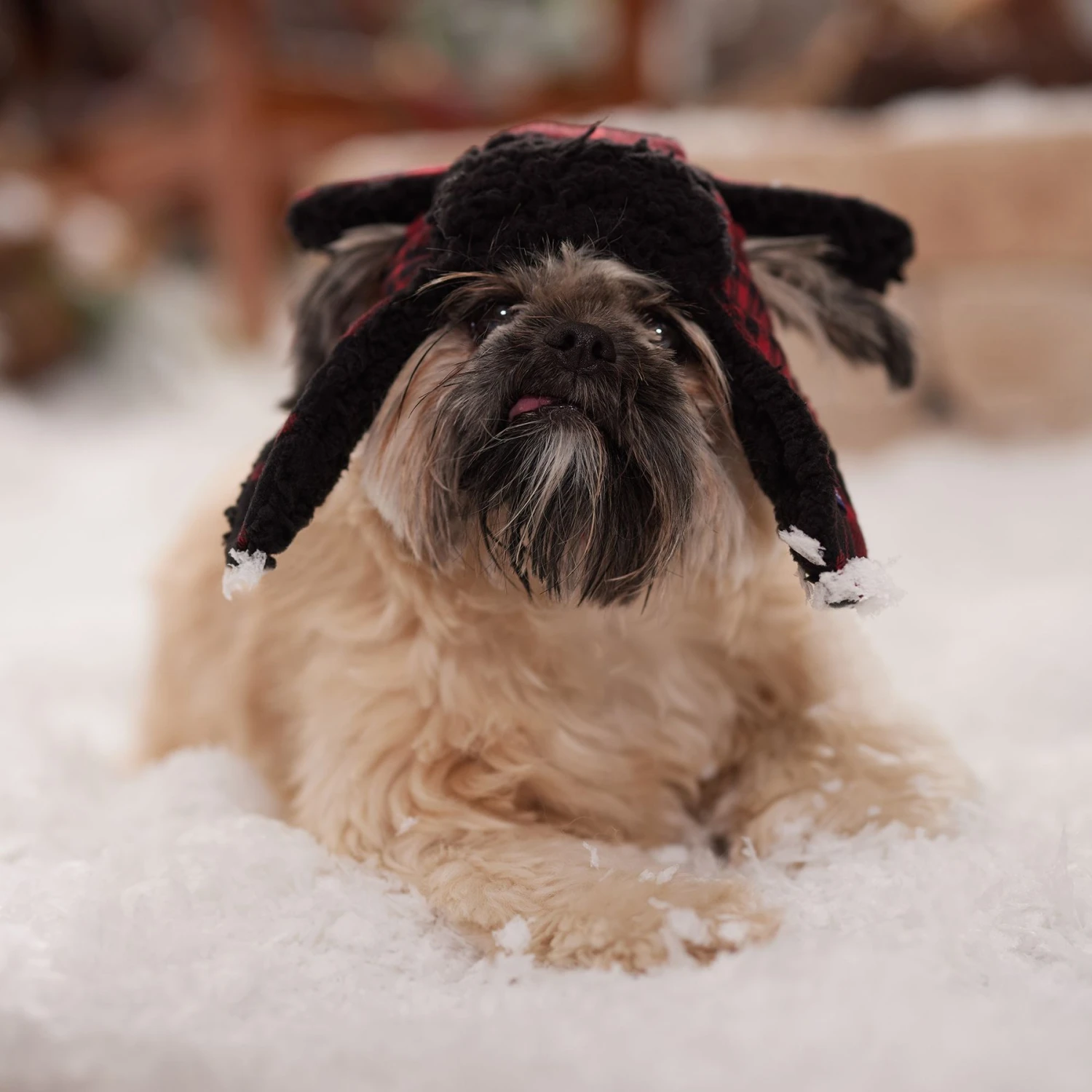 Frisco Tartan Plaid Dog & Cat Trapper Hat