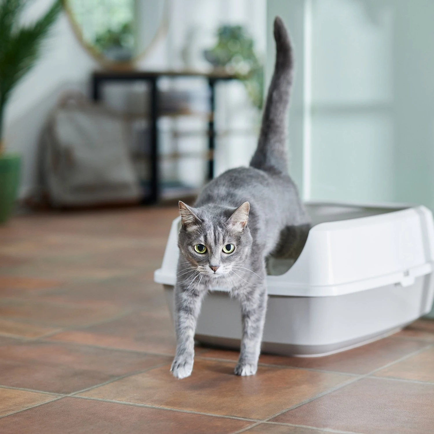 Frisco Open Top Cat Litter Box With Rim, Large & Frisco Plastic Litter Scooper with Caddy